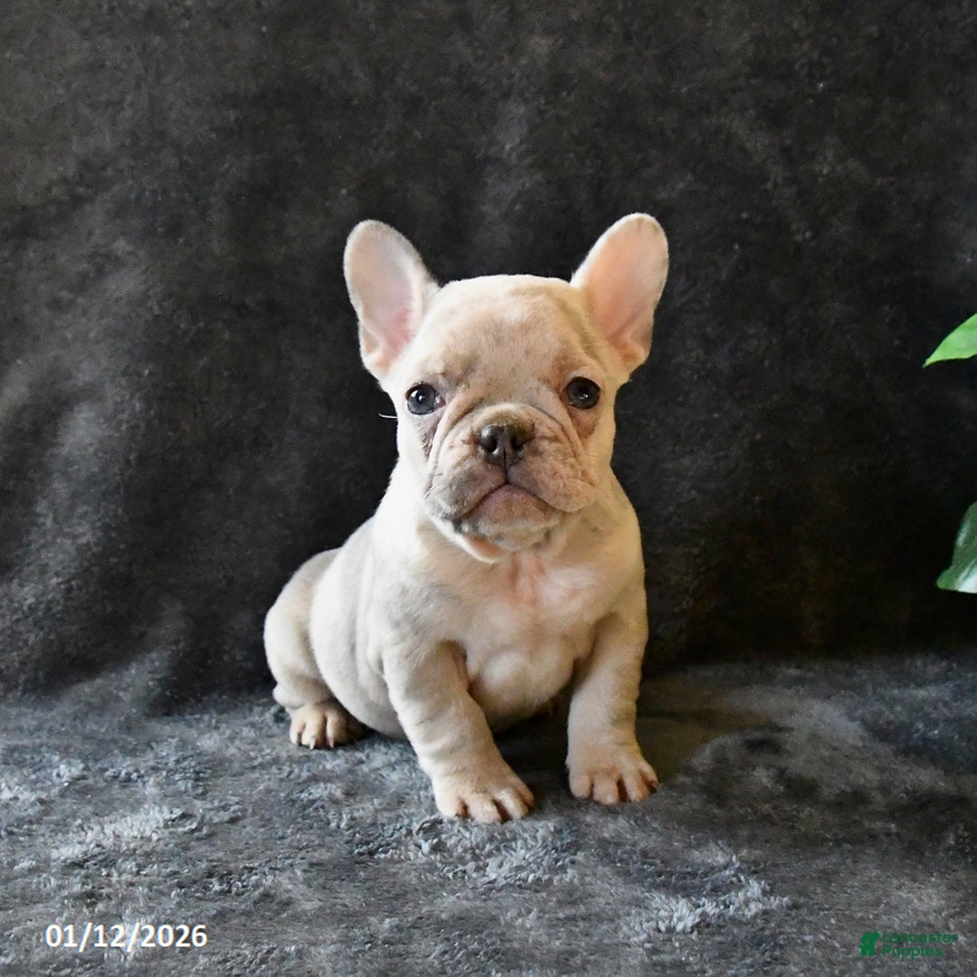 French Bulldog dogs for sale: Peaches - Ad 2