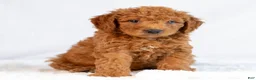 Mini Goldendoodle dogs for sale: Monty - Ad 3