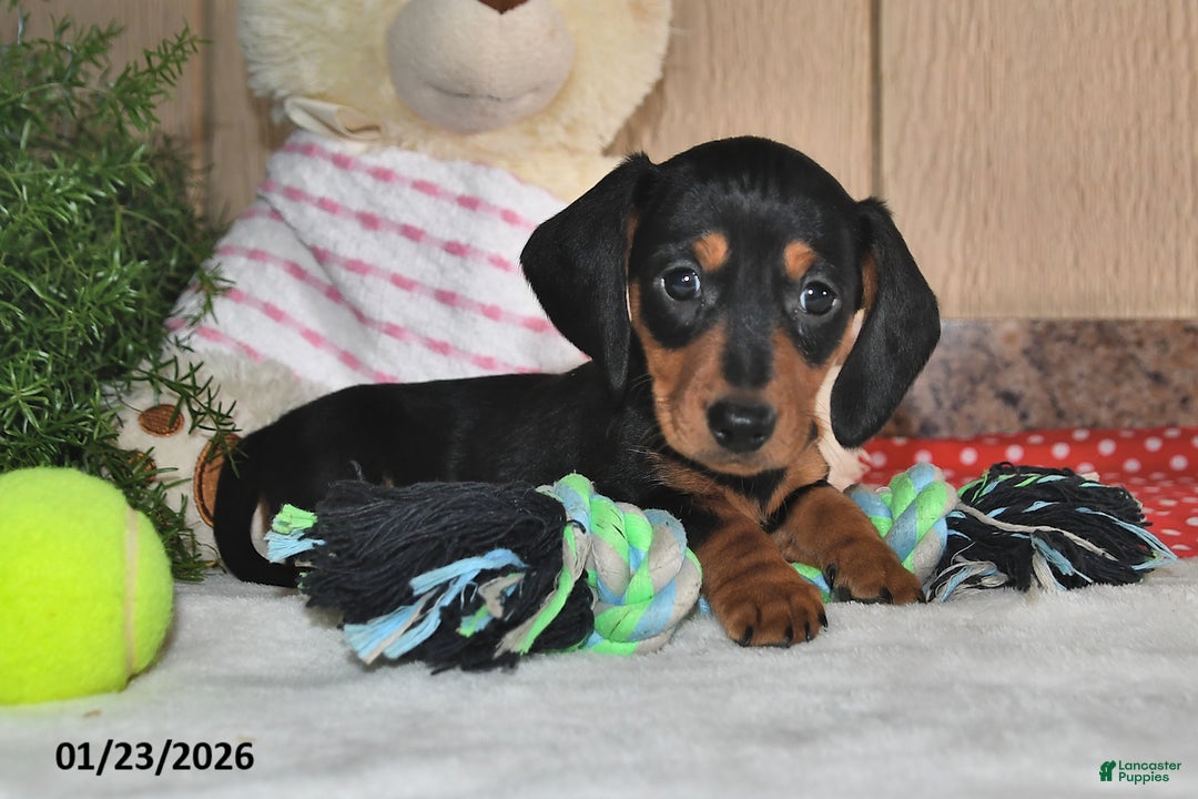 Miniature Dachshund dogs for sale: Frisky - Ad 4