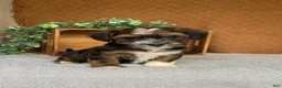 Havanese dogs for sale: Amigo  - Ad 6