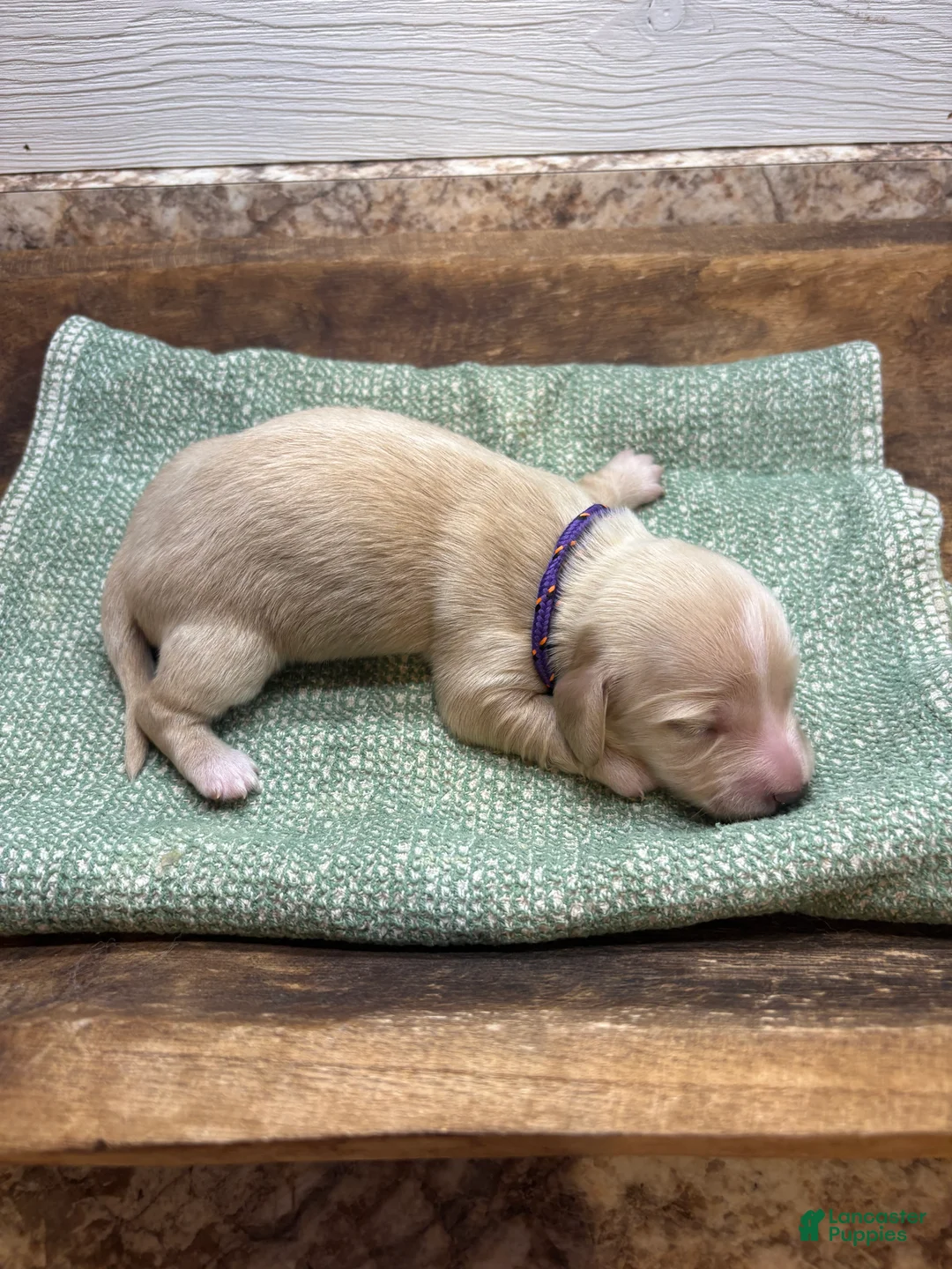 Miniature Dachshund dogs for sale: Ginger- Green - Ad 2