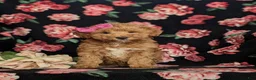 Mini Goldendoodle dogs for sale: Feliciti 15 lbs Full Grown Hypoallergenic - Ad 2