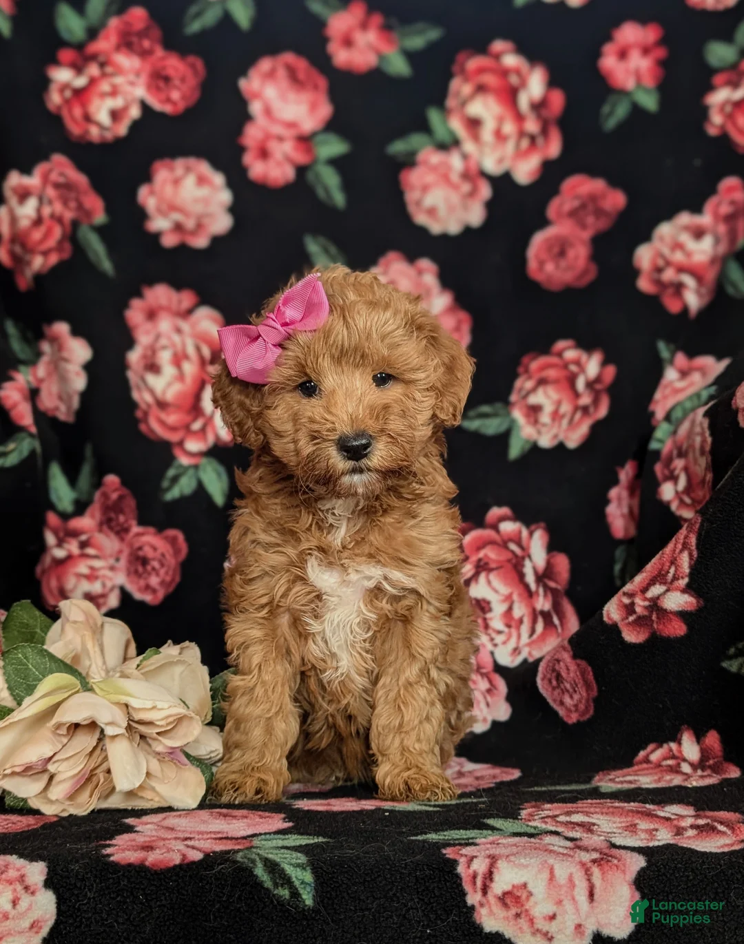 Mini Goldendoodle dogs for sale: Feliciti 15 lbs Full Grown Hypoallergenic - Ad 2