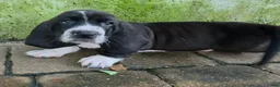 Basset Hound dogs for sale: 💙 READY NOW purple collar - Ad 12