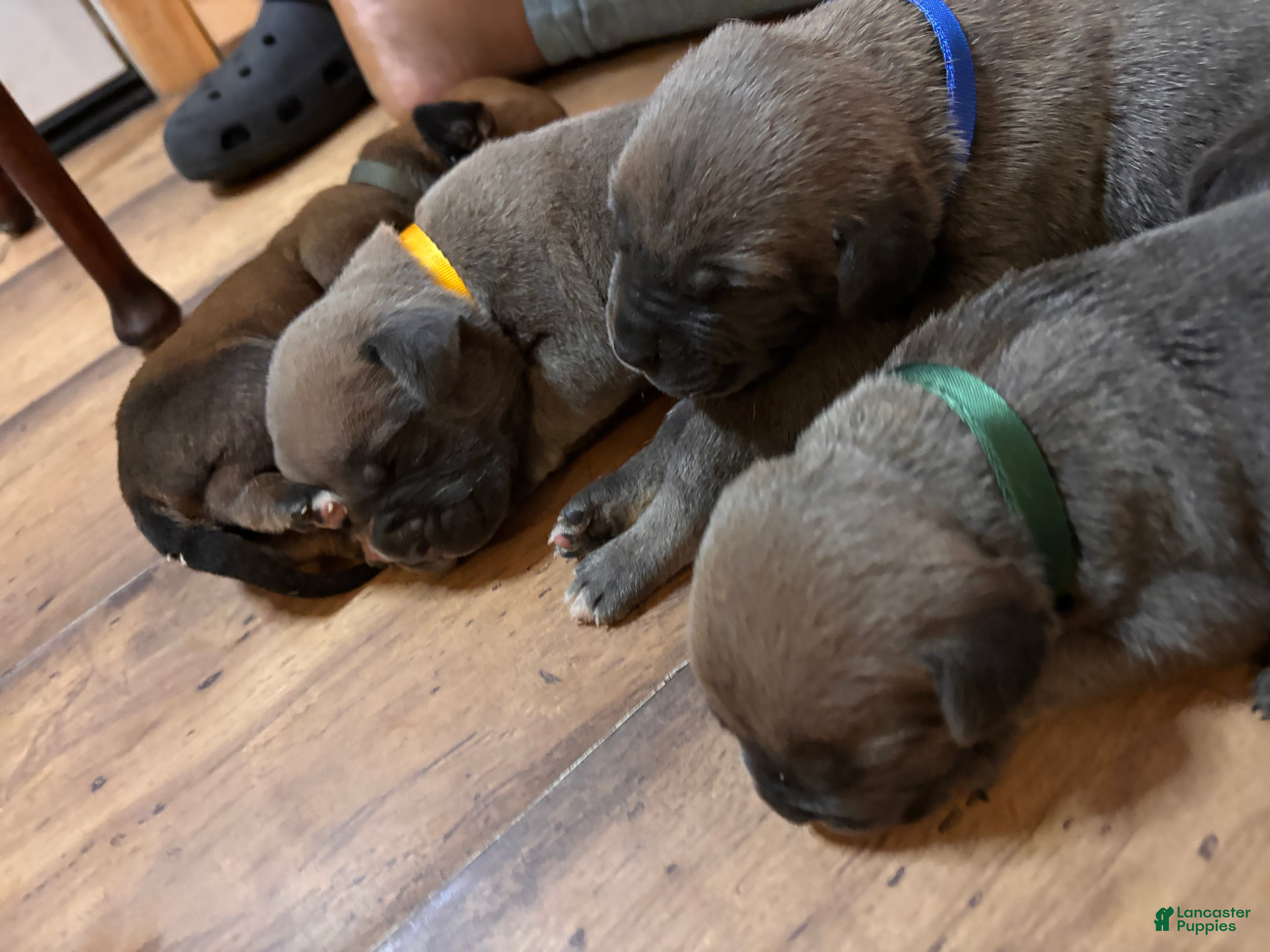 Cane Corso dogs Graphite-Blue Collar - Ad 1