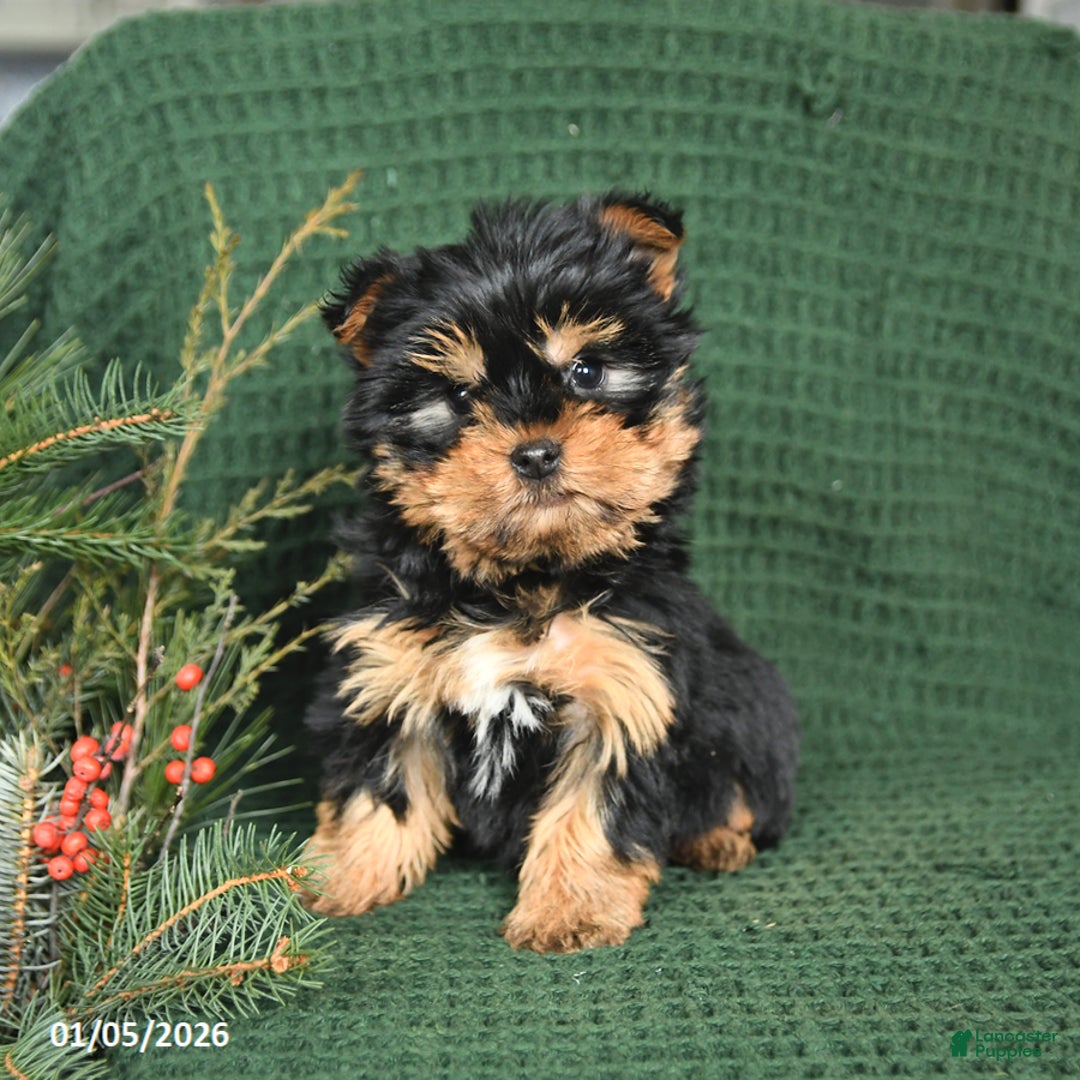 Yorkshire Terrier dogs for sale: Joy - Ad 2