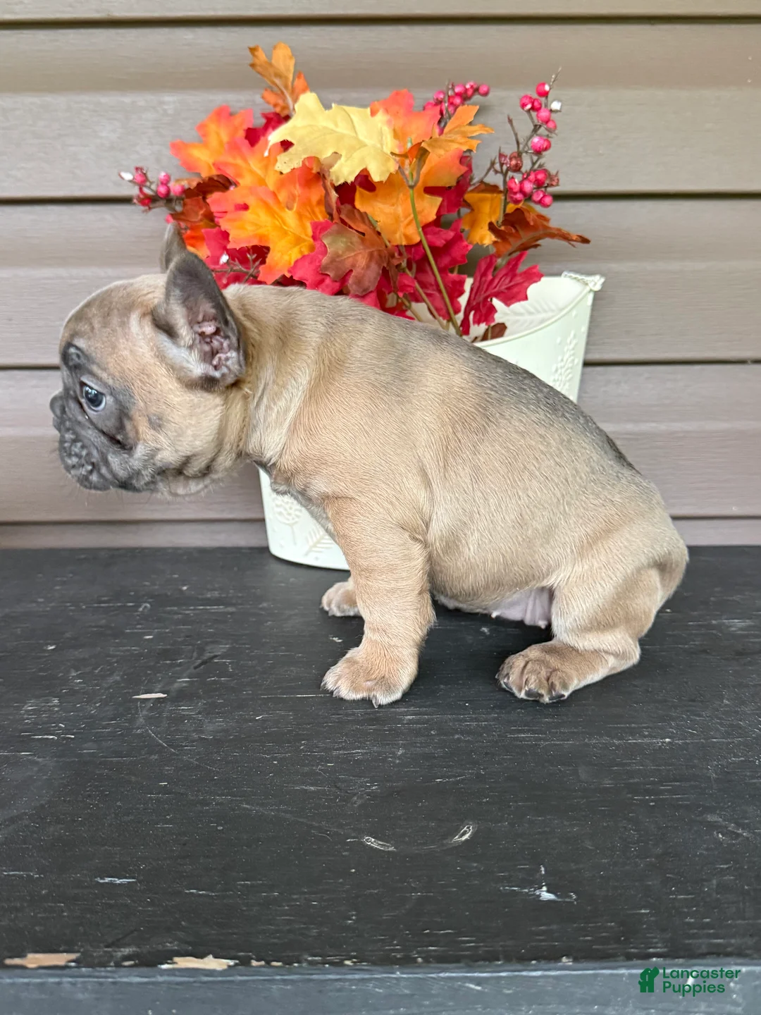 French Bulldog dogs for sale: Savannah - Ad 8