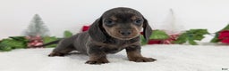Miniature Dachshund dogs for sale: Xavier - Ad 2