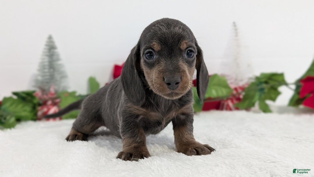 Miniature Dachshund dogs for sale: Xavier - Ad 2