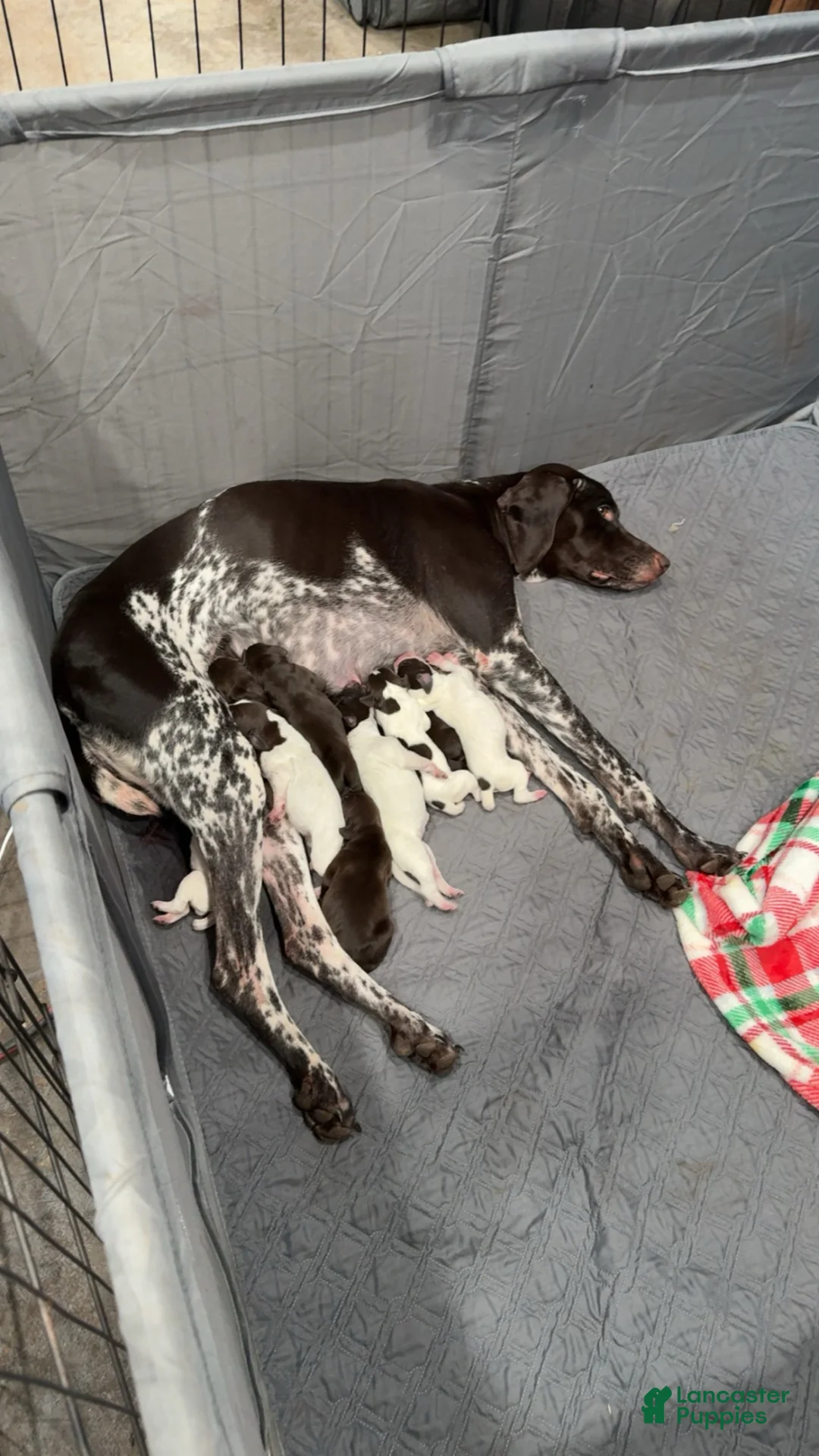 German Shorthaired Pointer dogs for sale: German Shorthaired Pointer Puppy 1 - Ad 2