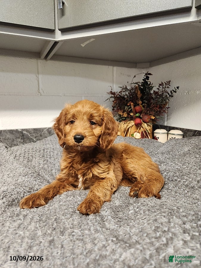 Mini Goldendoodle dogs Blossom - Ad 2