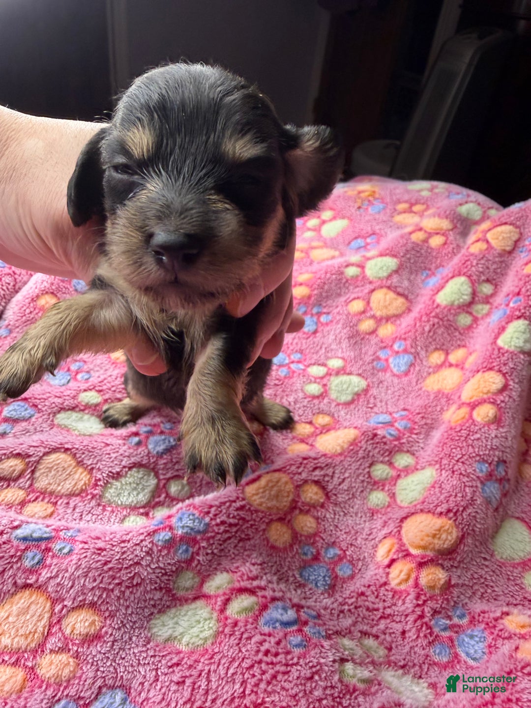 Miniature Dachshund dogs for sale: Cream - Ad 23