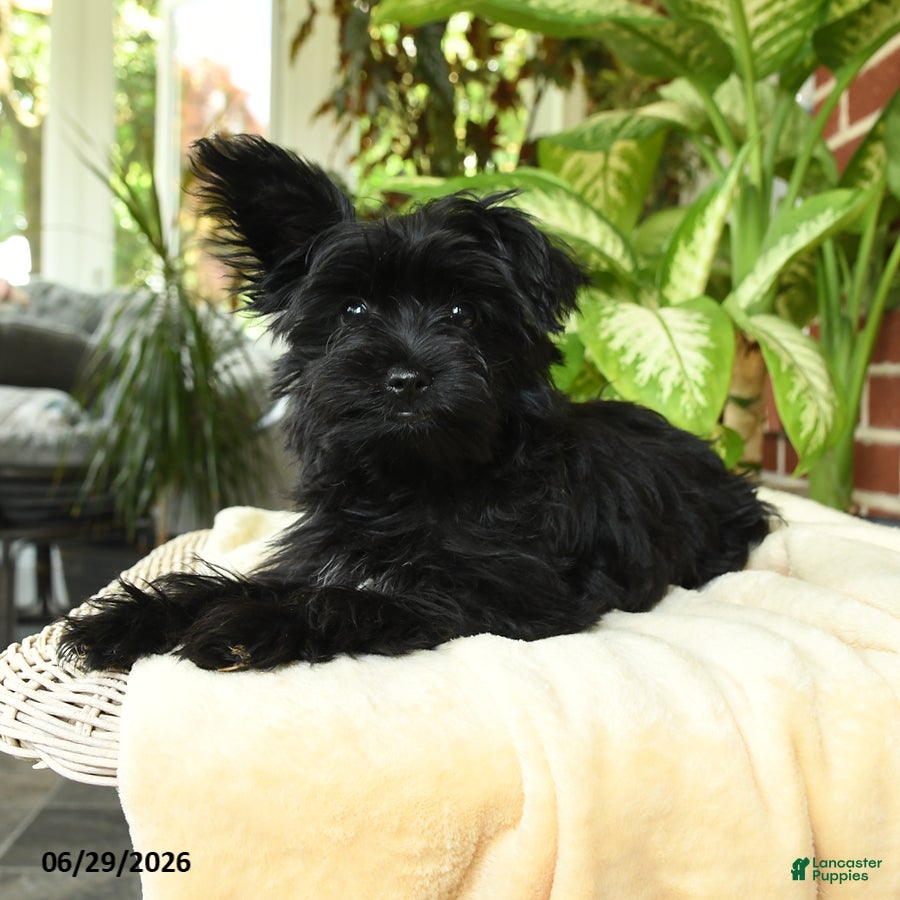 Yorkshire Terrier dogs Luna - Ad 2