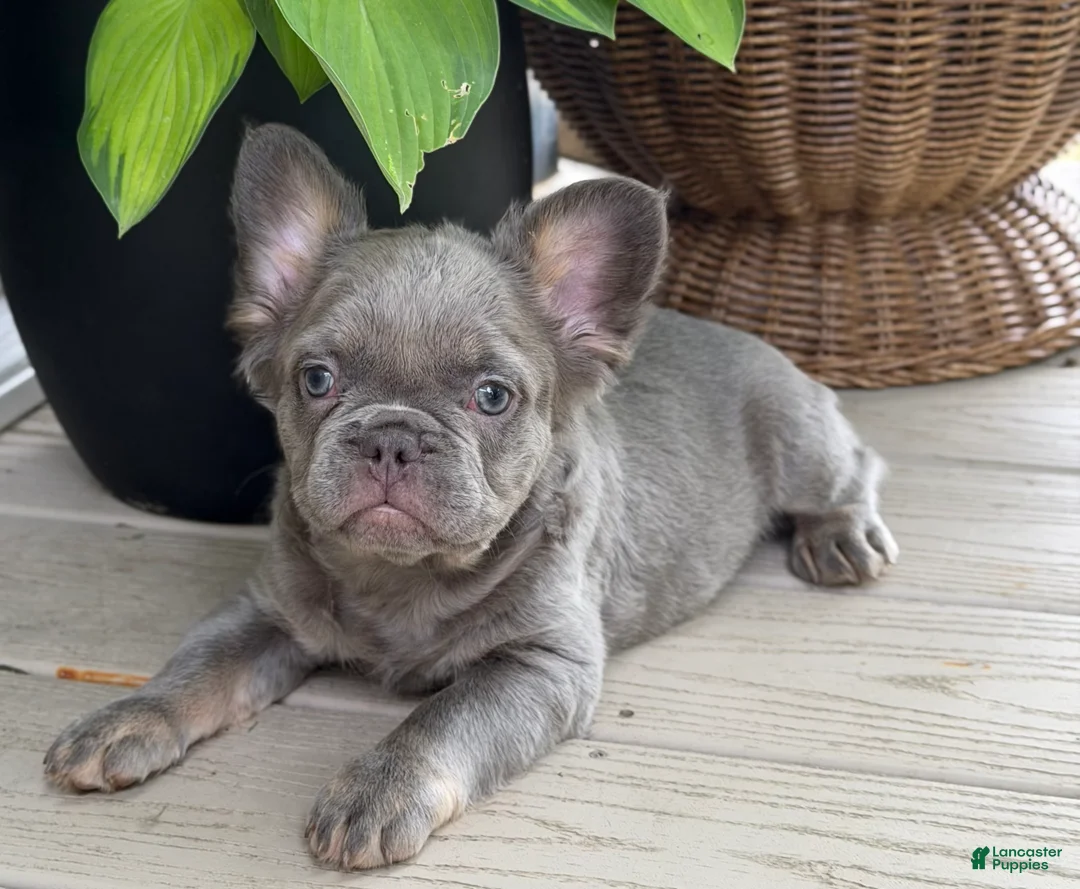 French Bulldog dogs for sale: Poppy  - Ad 1