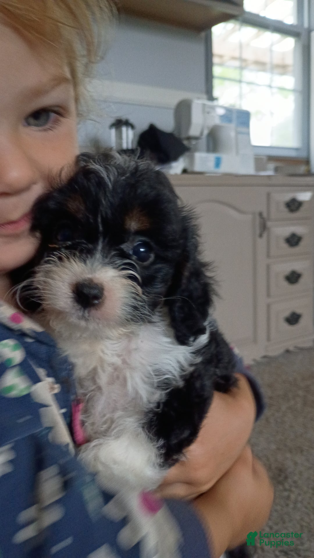 Cavapoo dogs for sale: Sasha - Ad 15
