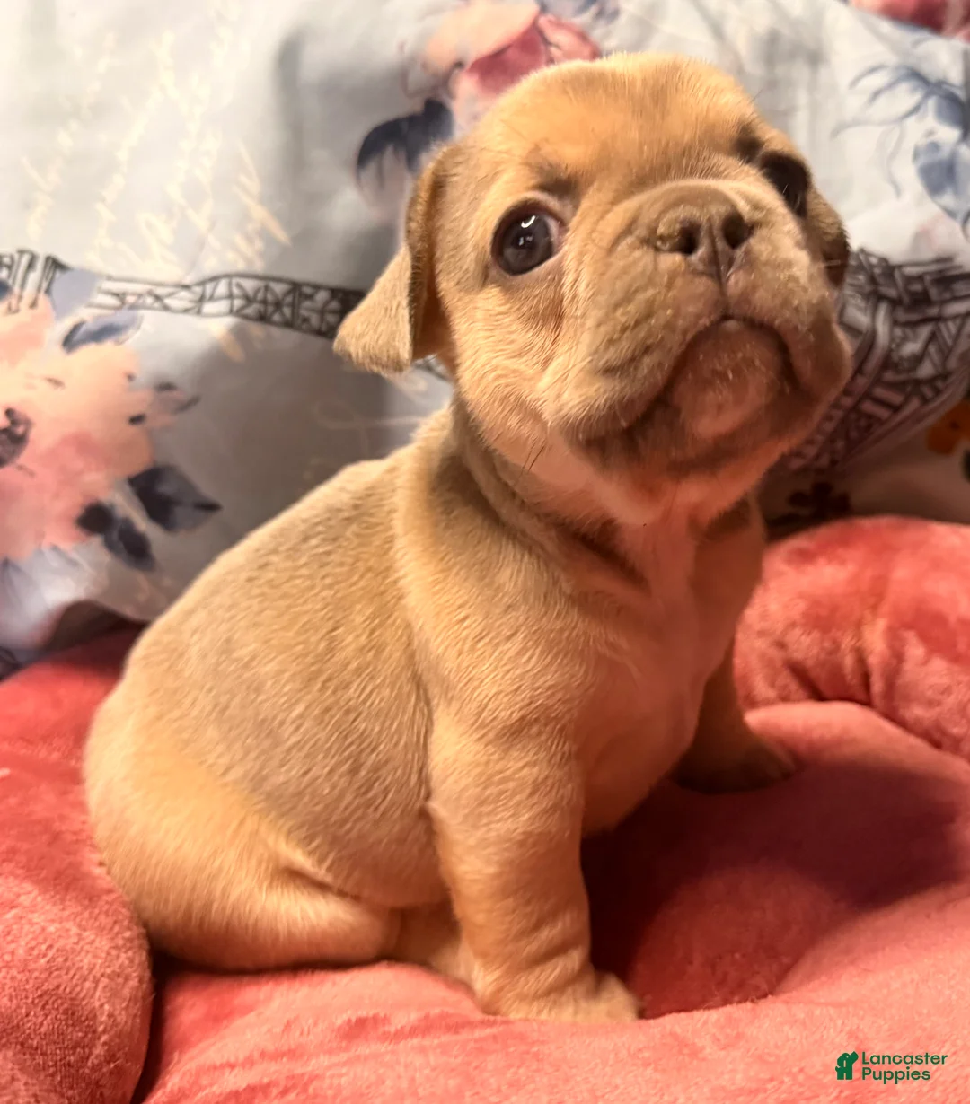 French Bulldog dogs for sale: Jack Daniels  - Ad 2
