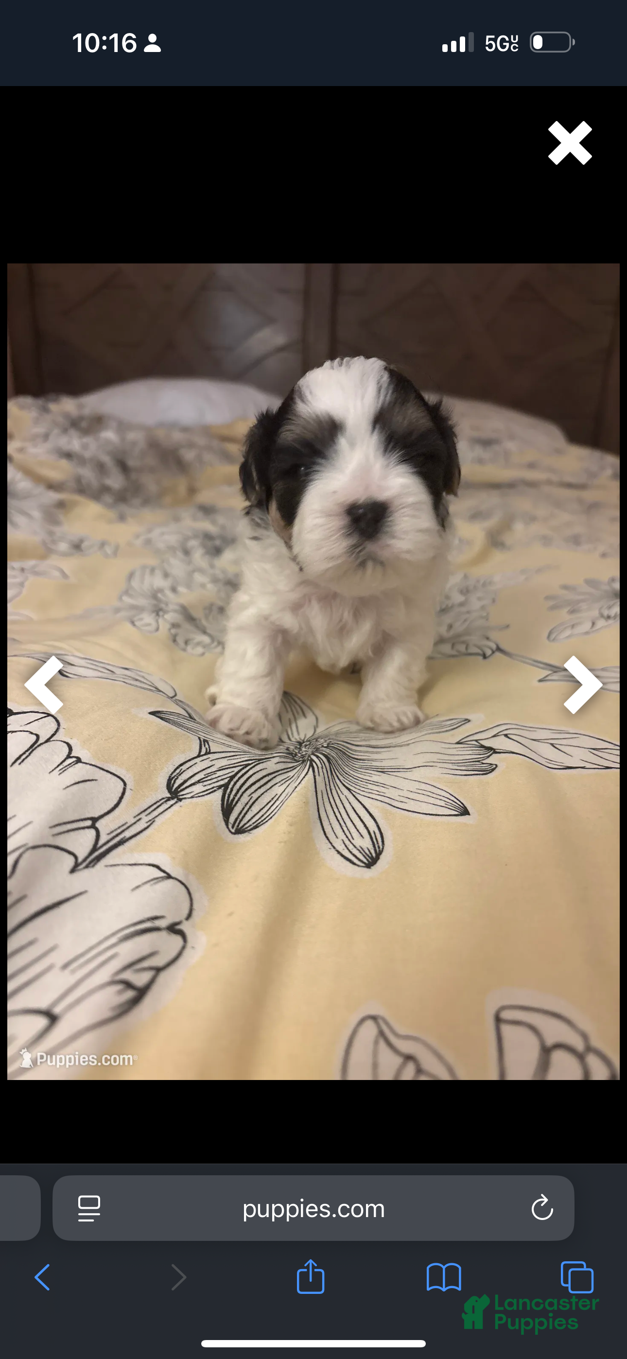 Mixed Breed dogs Mixed Breed Puppy 2 - Ad 23