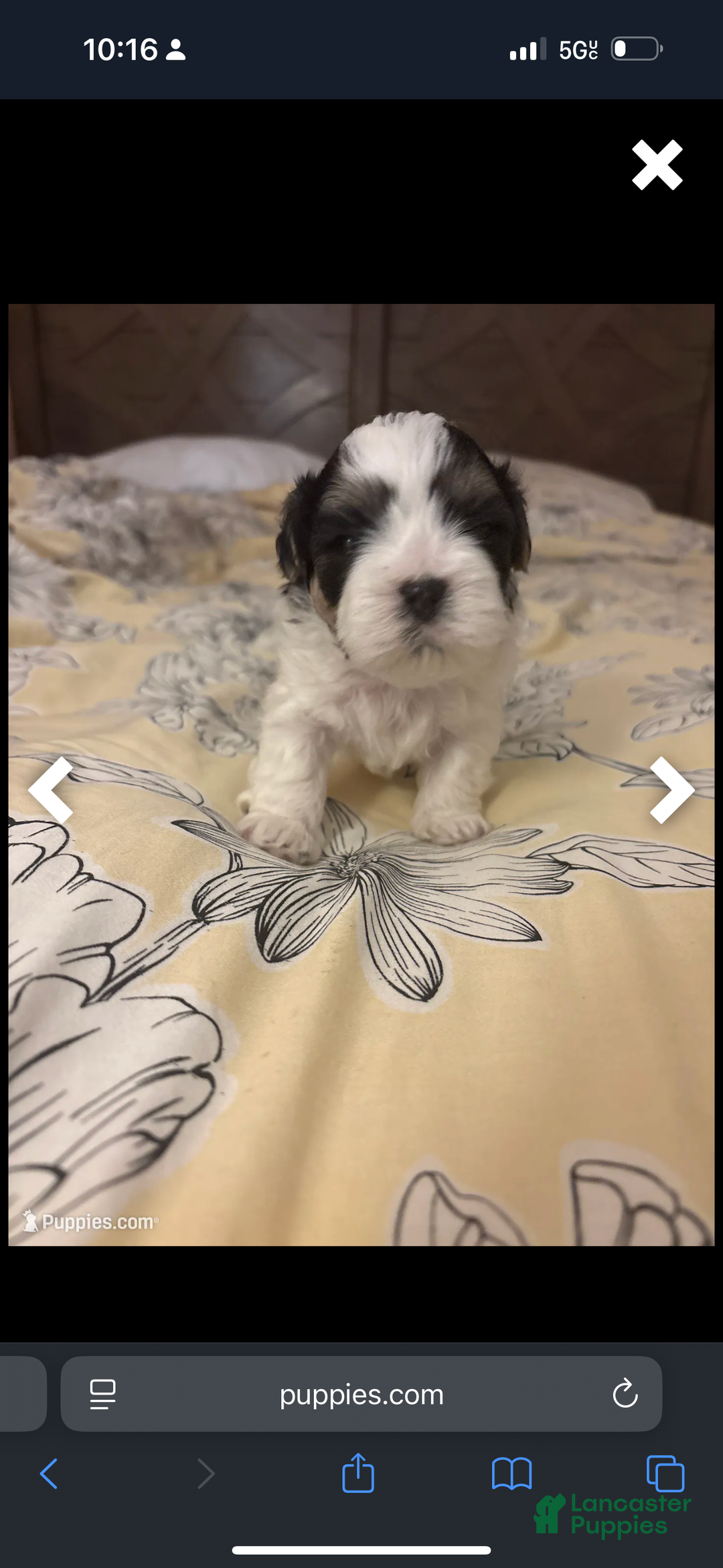 Mixed Breed dogs for sale: Mixed Breed Puppy 2 - Ad 1