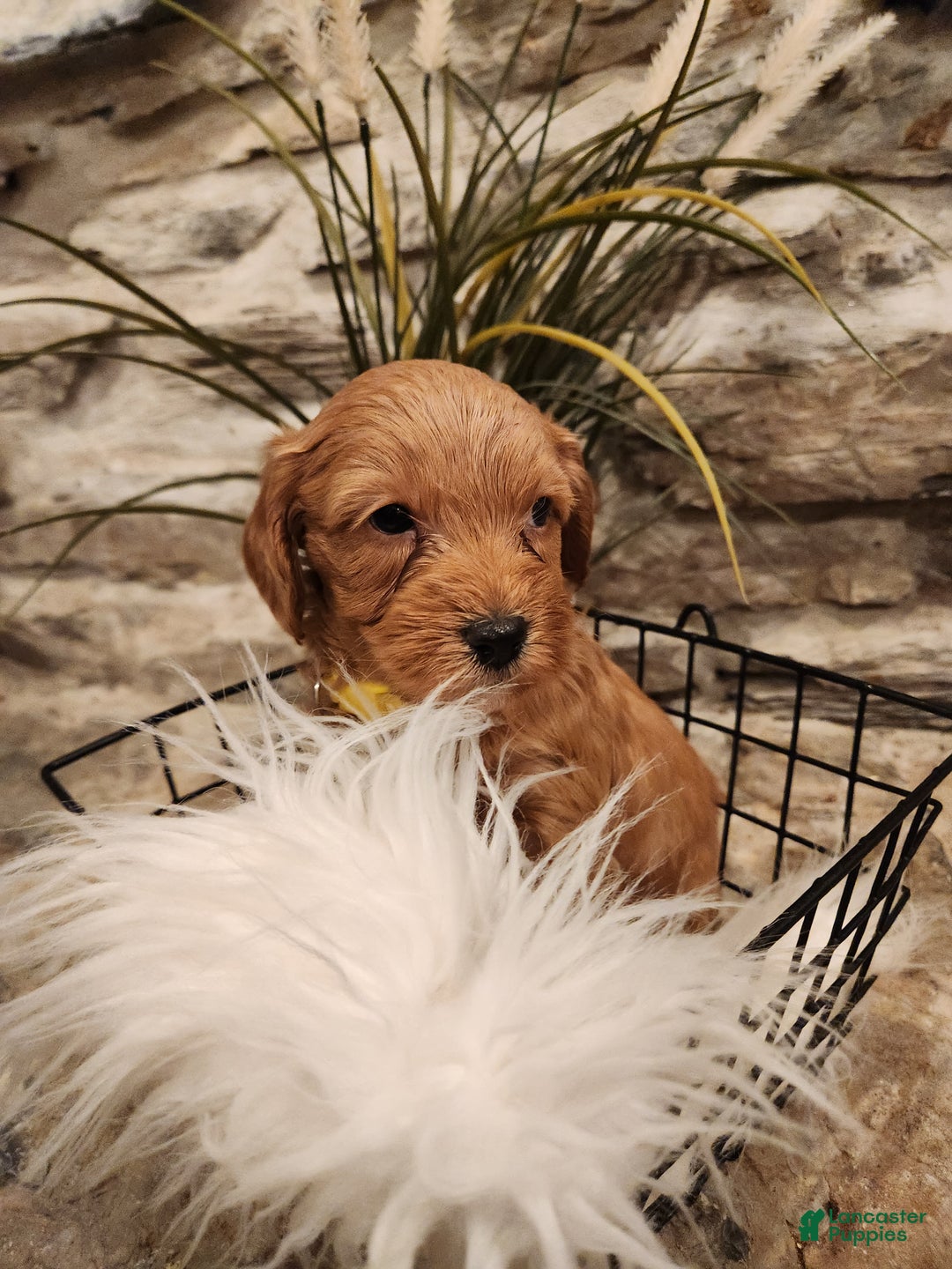 Mini Goldendoodle dogs for sale: JESSA - MINI GOLDENDOODLE LOVELY PUPPY (RICHLAND, PA) - F1BB - Ad 9
