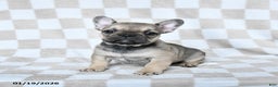 French Bulldog dogs for sale: Haylee - Ad 4