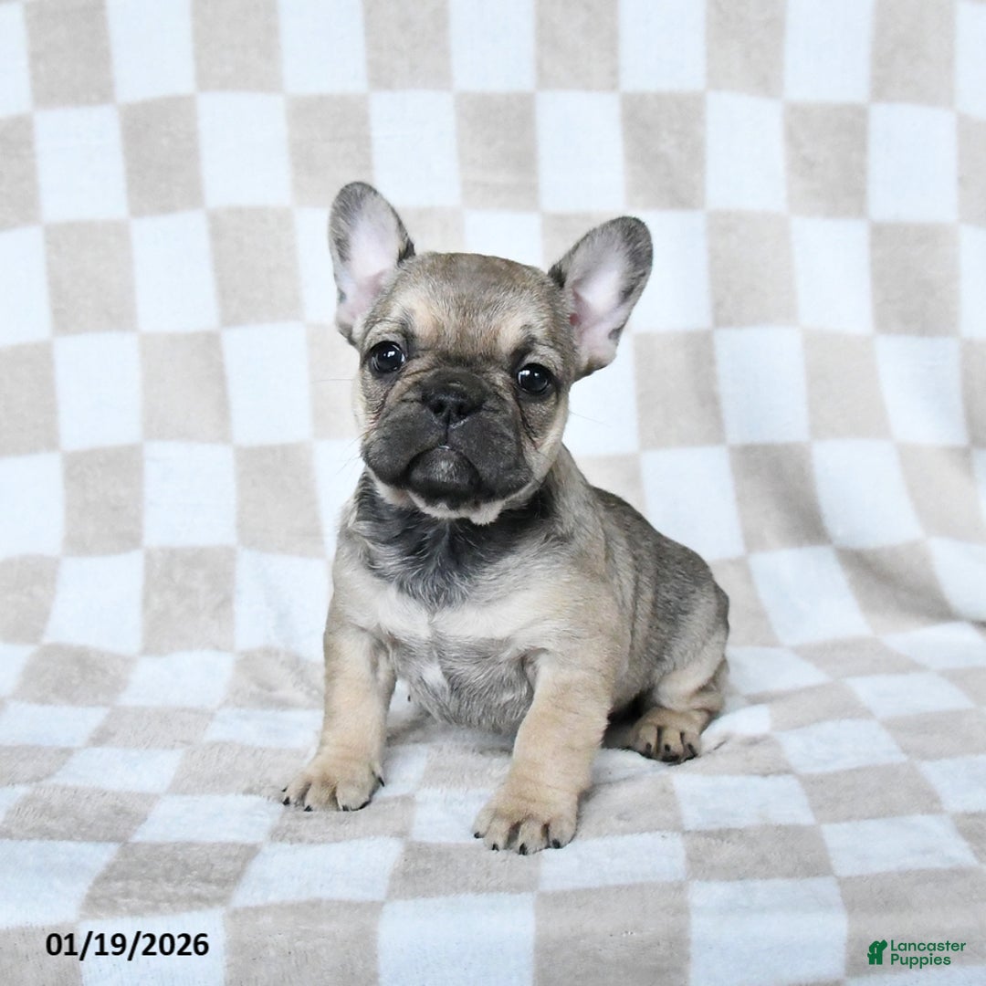 French Bulldog dogs for sale: Haylee - Ad 4