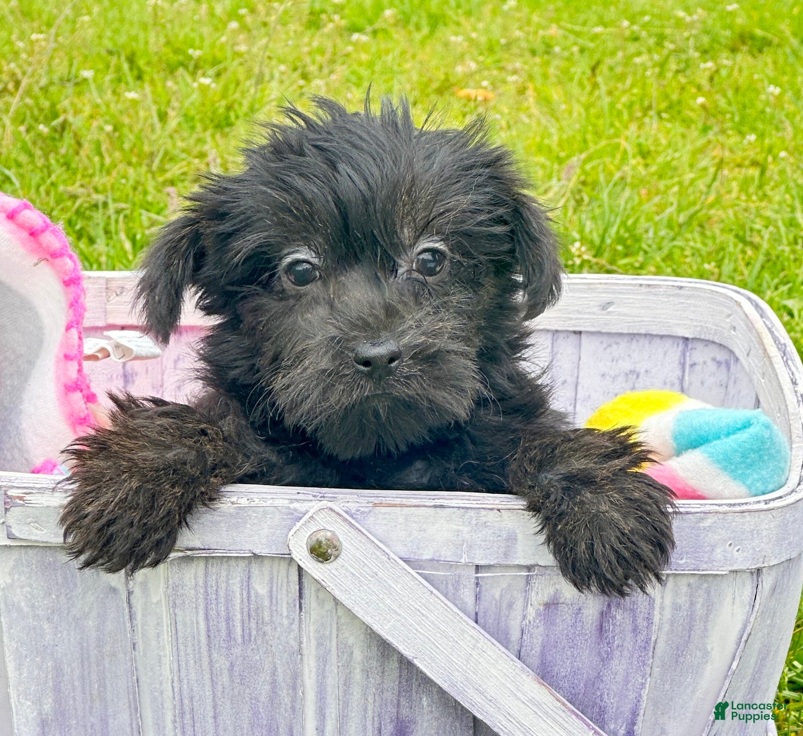 Yorkiepoo dogs Yorkiepoo Penny - Ad 27