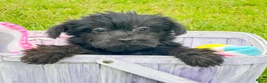 Yorkiepoo Penny