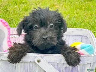 Yorkiepoo dogs Yorkiepoo Penny - Ad 27