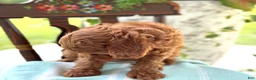 Miniature Poodle dogs for sale: Tangerine - Ad 6