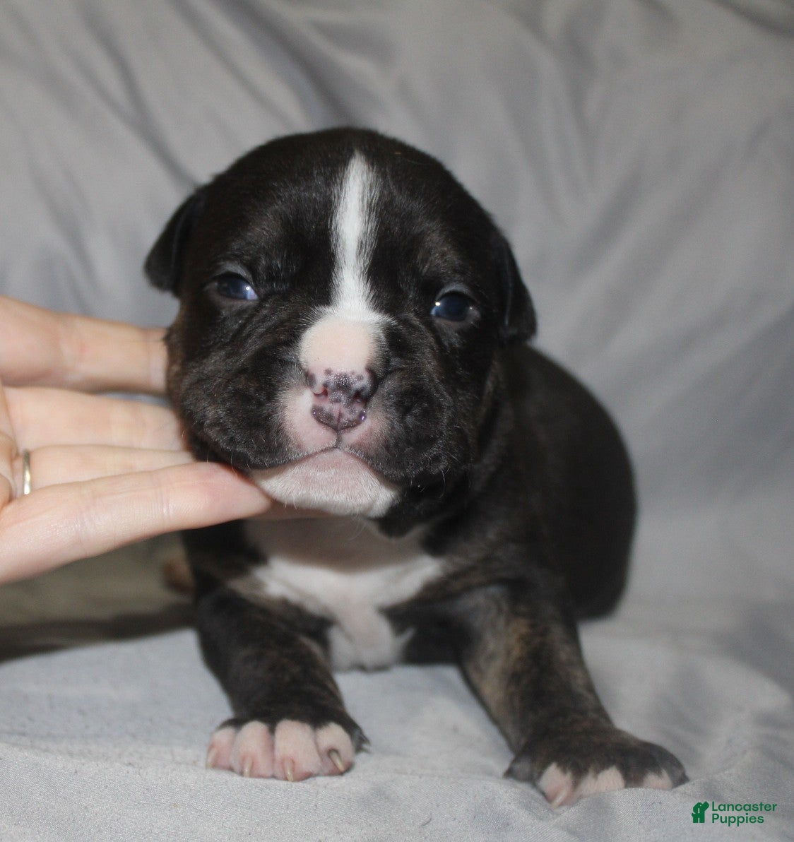 American Bully dogs Spunk - Ad 36