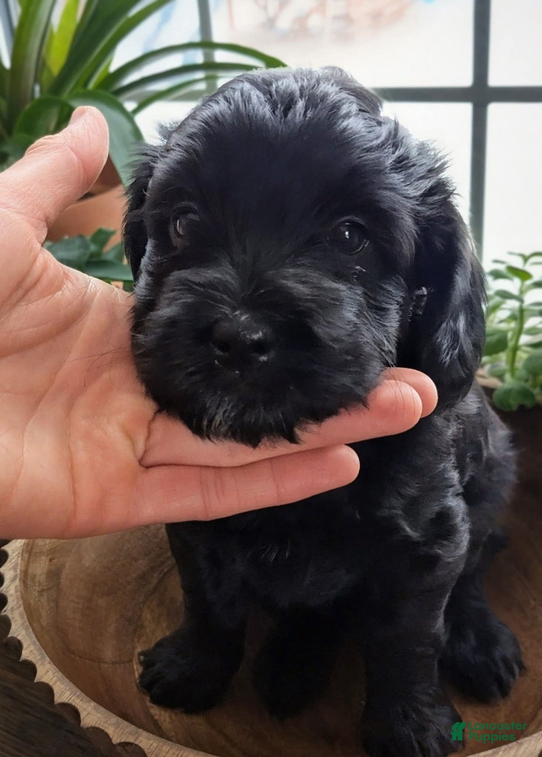 Goldendoodle dogs for sale: Golden Mountain Doodle Puppy 3 - Ad 2