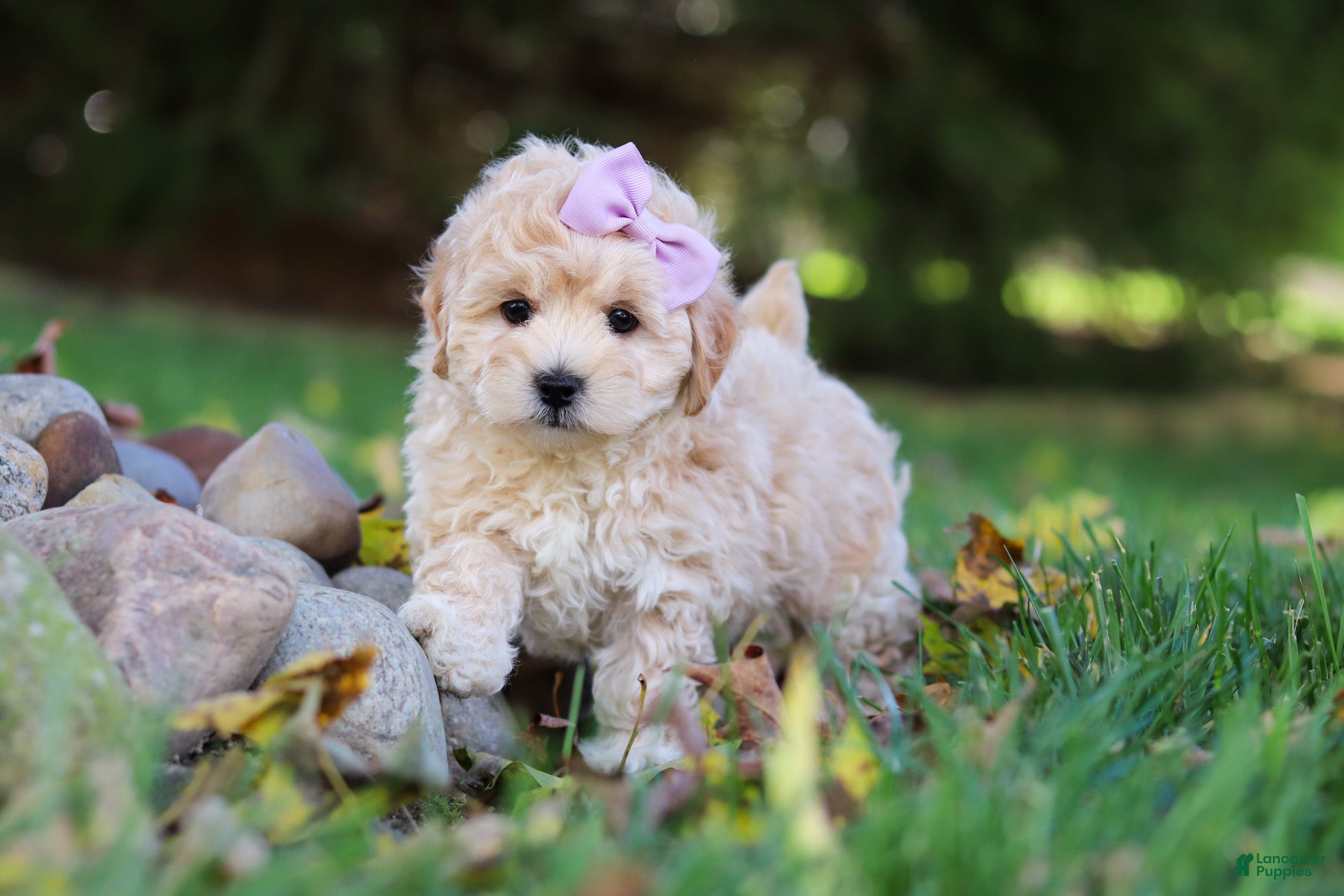 Maltipoo dogs Honey - Ad 2