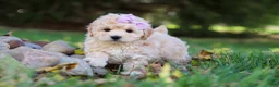 Maltipoo dogs for sale: Honey - Ad 2