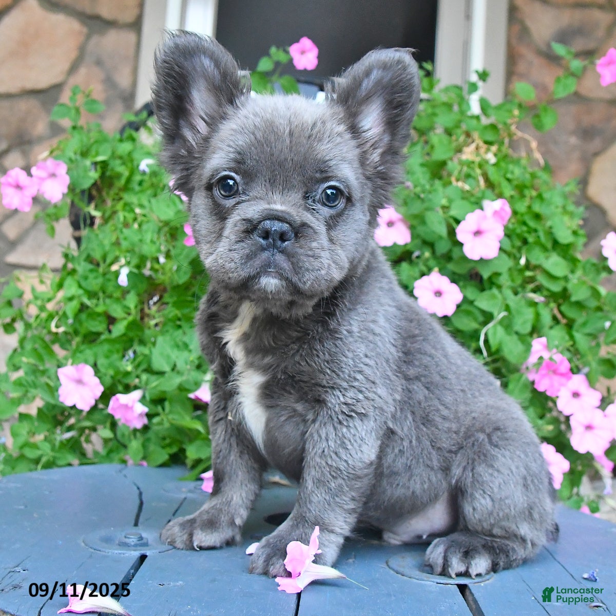 French Bulldog dogs Fluffy - Ad 37
