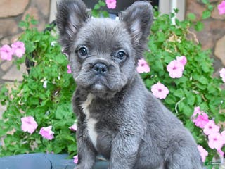 French Bulldog dogs Fluffy - Ad 6