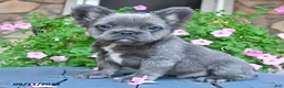 French Bulldog dogs for sale: Fluffy - Ad 1