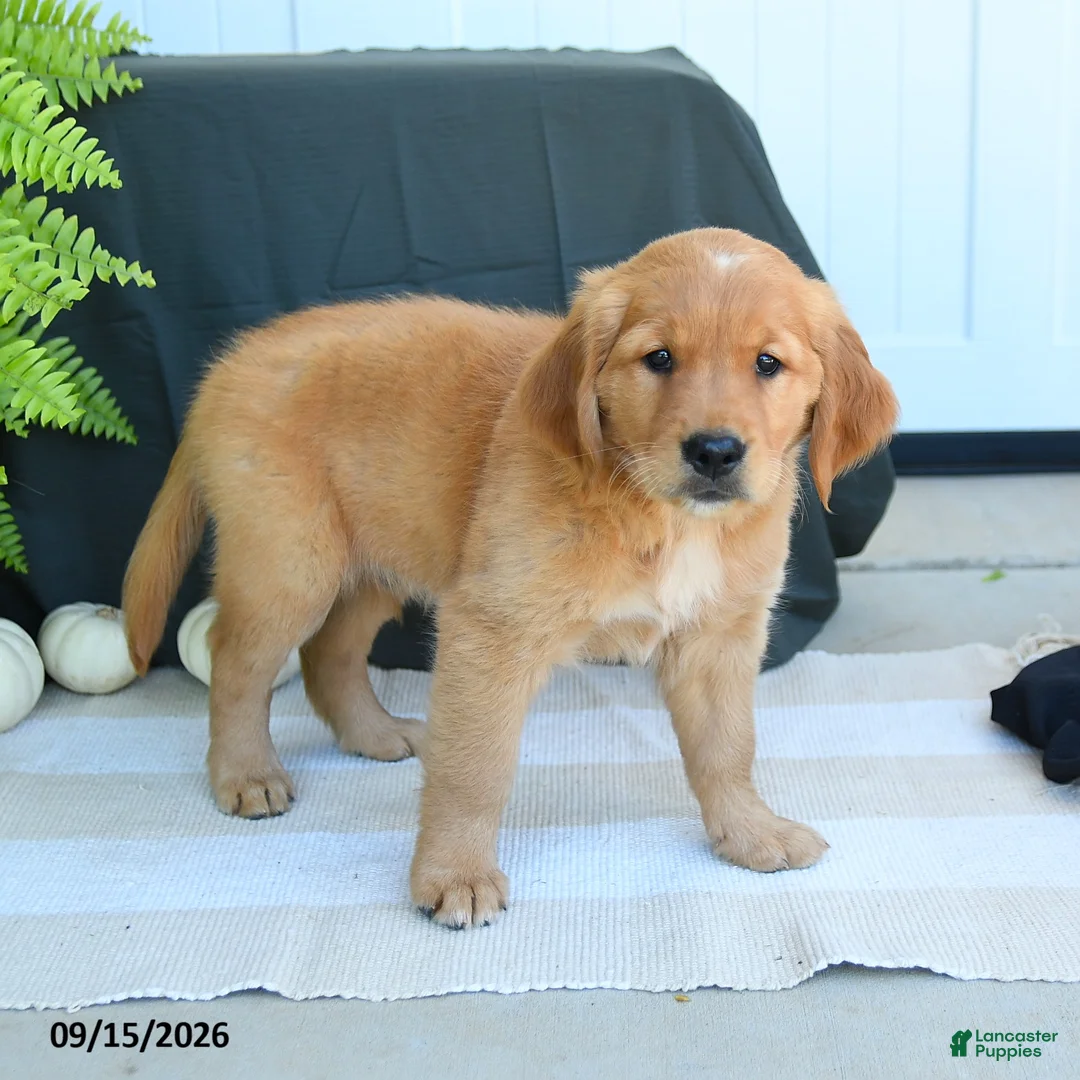 Golden Retriever dogs for sale: Wyatt - Ad 3