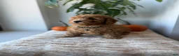 Mini Goldendoodle dogs for sale: Hermes - Ad 7