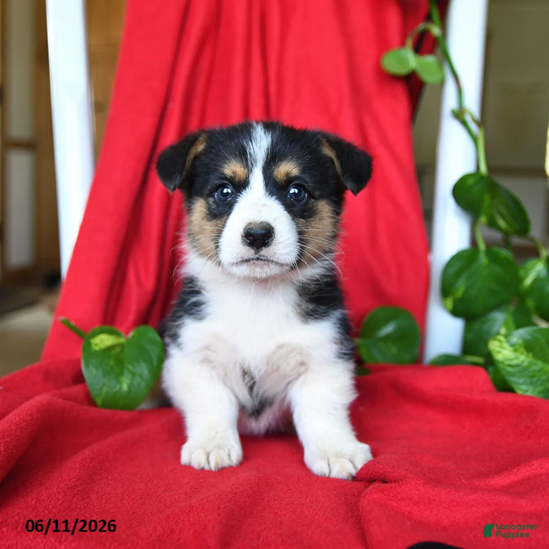 Welsh Corgi Pembroke dogs for sale: Colby - Ad 5