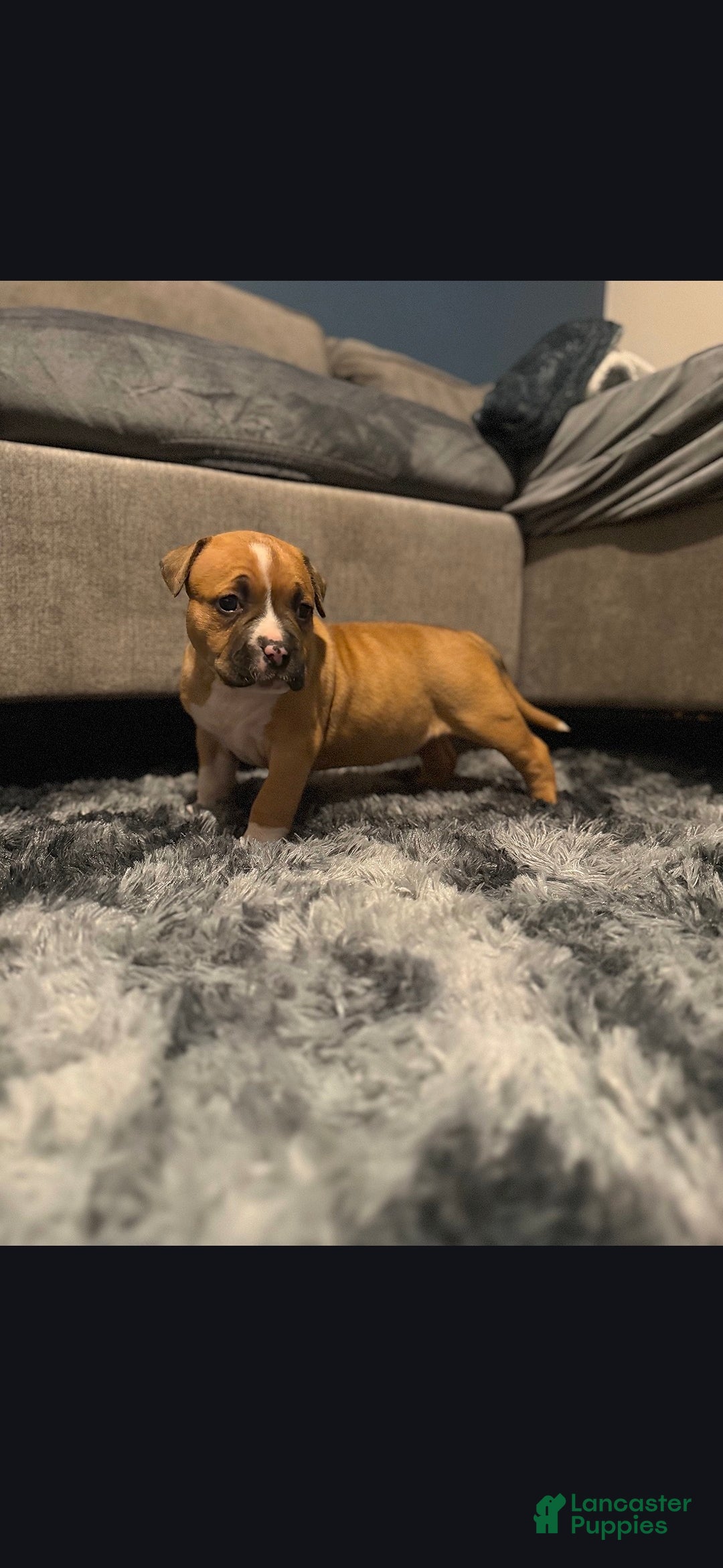 American Pit Bull Terrier dogs for sale: Saddie - Ad 2