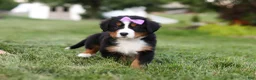 Bernese Mountain Dog dogs for sale: Aurora - Ad 7