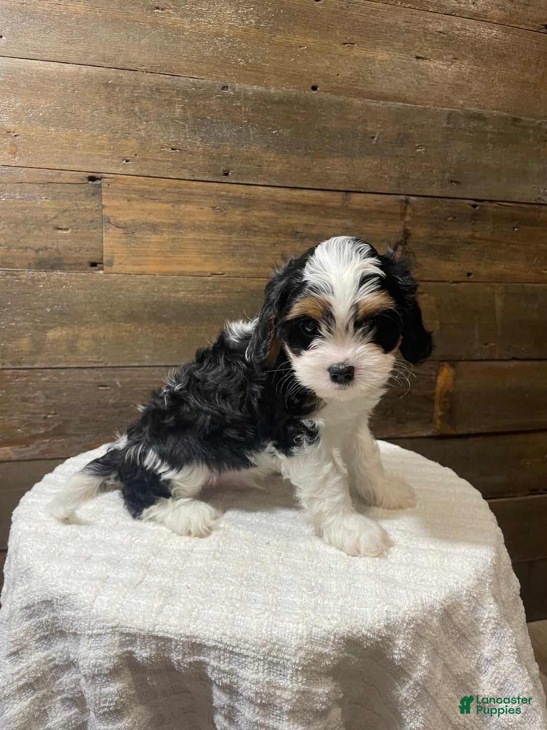 Cavapoo dogs for sale: Ziggy - Ad 3