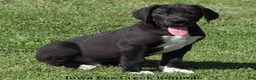Great Dane dogs for sale: Milo - Ad 10
