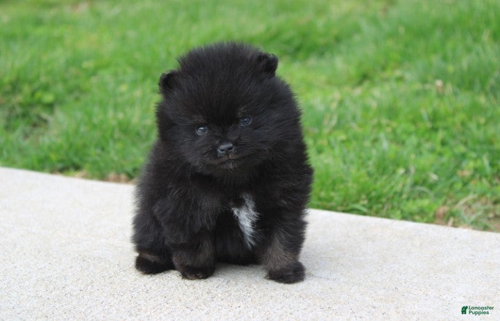 Pomeranian dogs Connie  - Ad 2