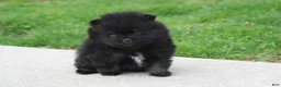 Pomeranian dogs for sale: Connie  - Ad 2