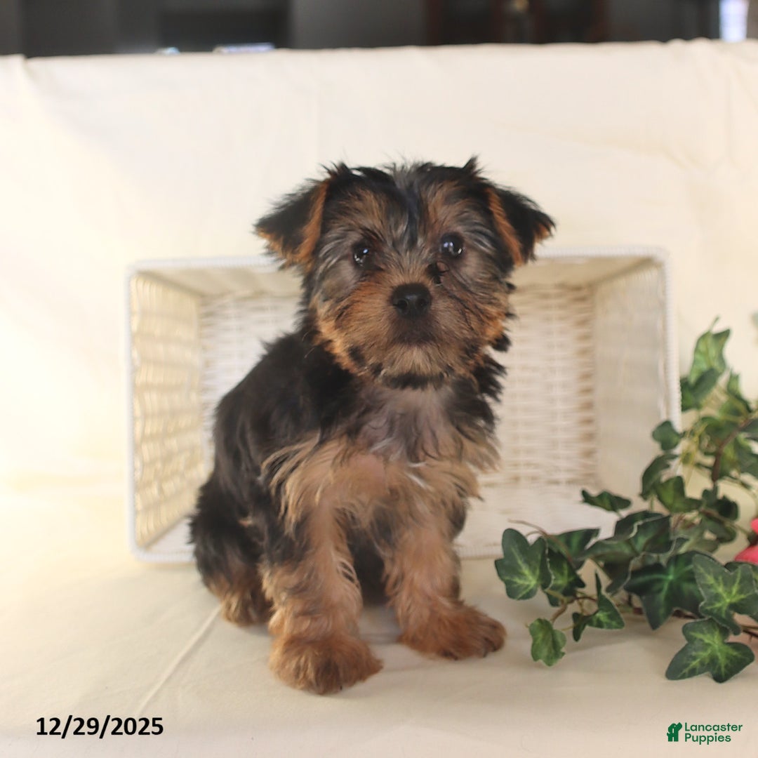 Yorkshire Terrier dogs for sale: Bella   - Ad 3