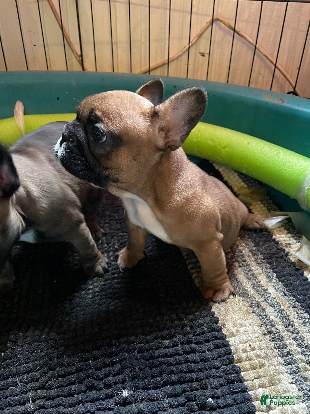 French Bulldog dogs for sale: chase  - Ad 2