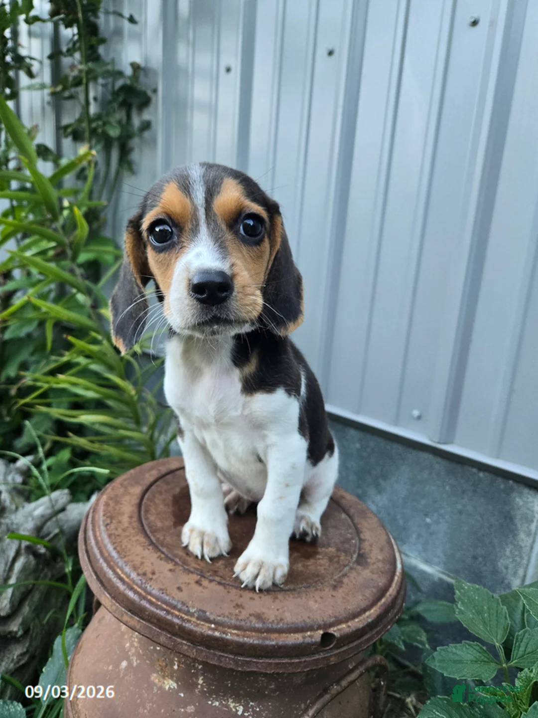 Beagle dogs for sale: Buttercup - Ad 1