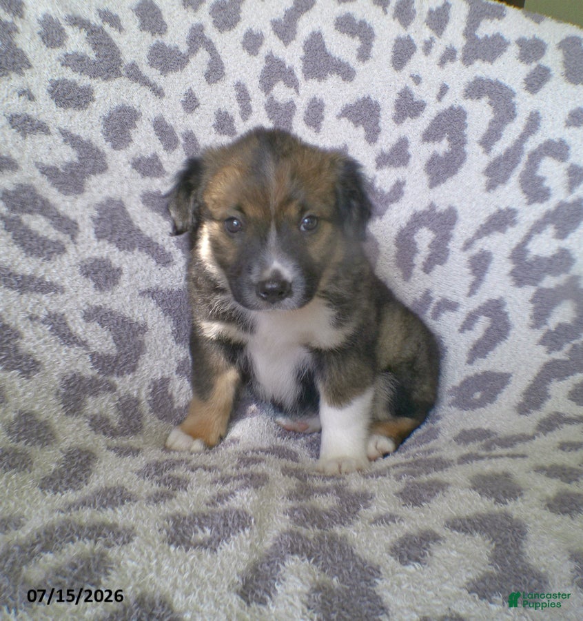 Miniature Australian Shepherd dogs Lily - Ad 1