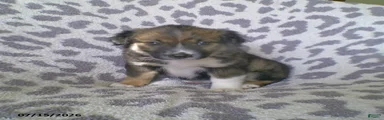 Lily